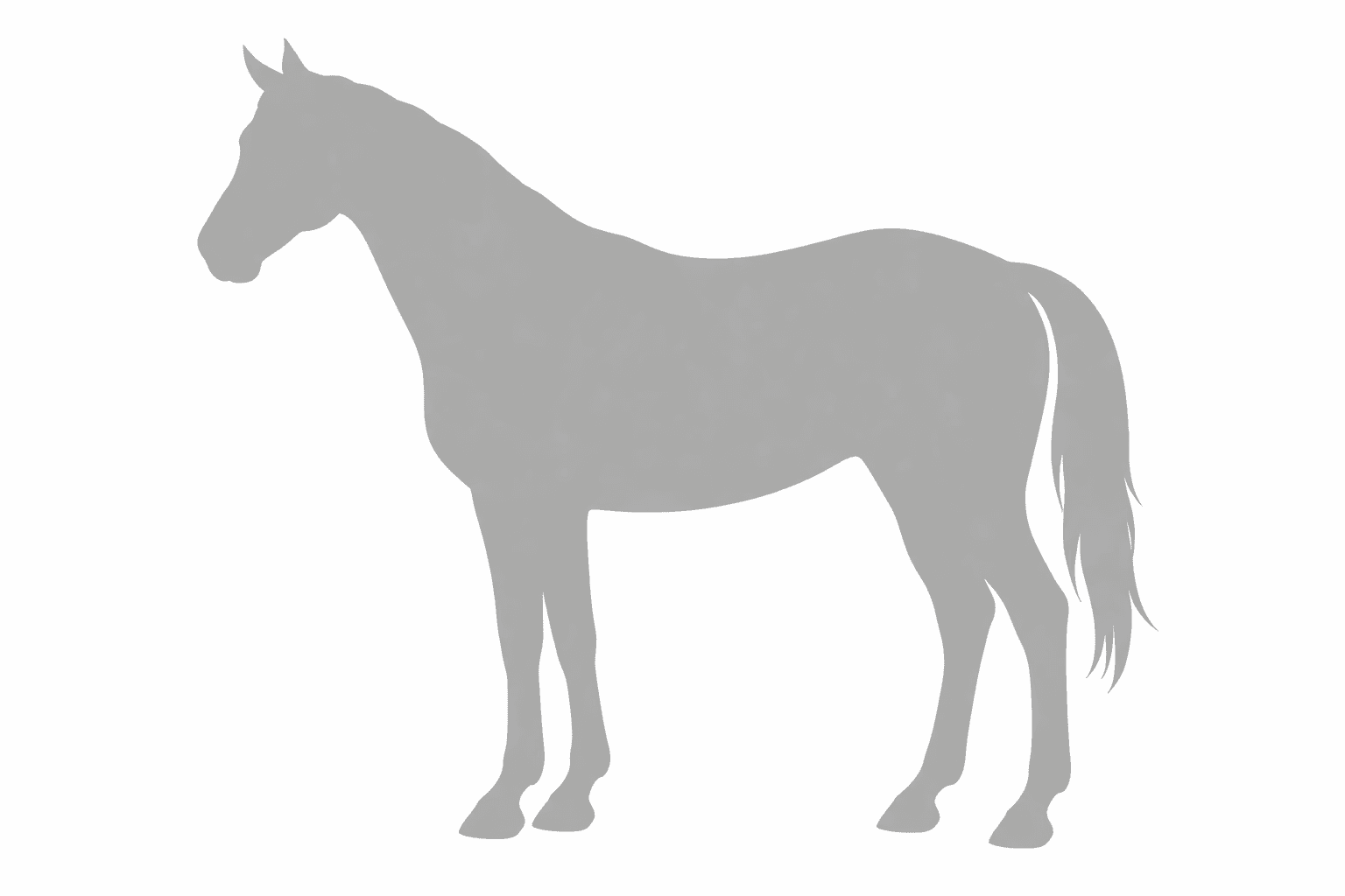 W Show Stables cover